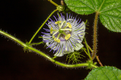 Passiflora foetida