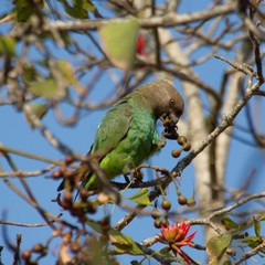 Poicephalus cryptoxanthus