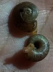 Thyrophorella thomensis