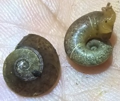 Thyrophorella thomensis