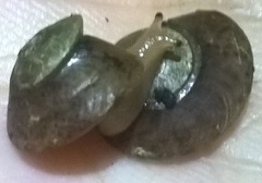 Thyrophorella thomensis