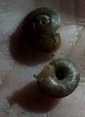 Thyrophorella thomensis