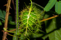 Passiflora foetida