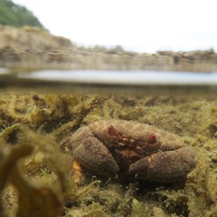 Actaeodes tomentosus