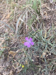 Dianthus campestris