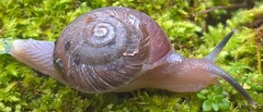 Thomitrochoidea trindadensis