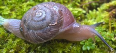 Thomitrochoidea trindadensis