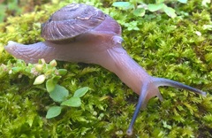 Thomitrochoidea trindadensis
