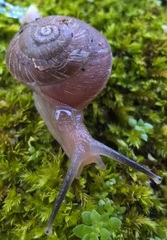 Thomitrochoidea trindadensis