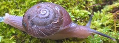 Thomitrochoidea trindadensis
