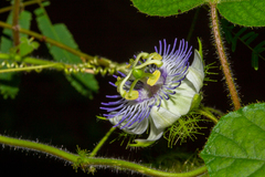 Passiflora foetida
