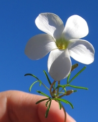 Oxalis polyphylla polyphylla