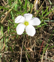Oxalis polyphylla polyphylla