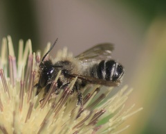 Megachile ligniseca