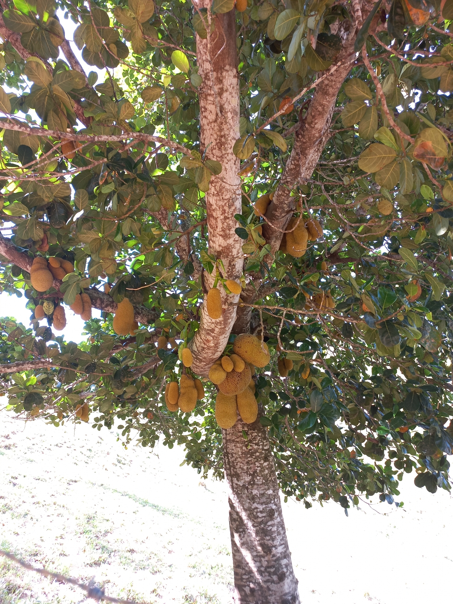 Artocarpus heterophyllus