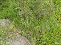 Geranium incanum multifidum