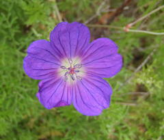 Geranium incanum multifidum