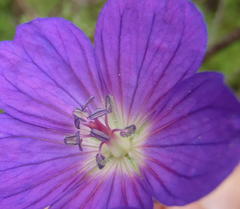 Geranium incanum multifidum