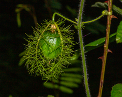 Passiflora foetida