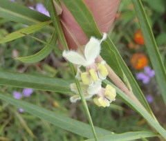 Gomphocarpus fruticosus fruticosus