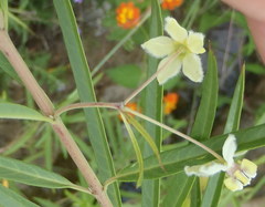 Gomphocarpus fruticosus fruticosus