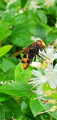 Volucella zonaria