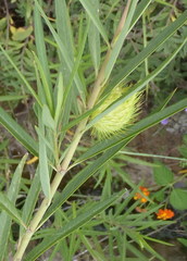 Gomphocarpus fruticosus fruticosus