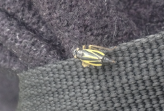 Evacanthus interruptus