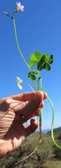 Oxalis caprina