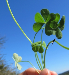 Oxalis caprina