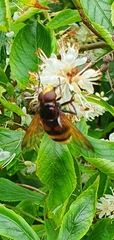 Volucella zonaria