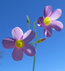 Oxalis caprina