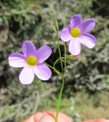 Oxalis caprina
