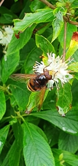 Volucella zonaria