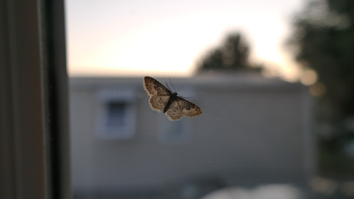 Idaea rusticata