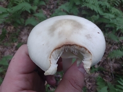 Amanita aestivalis