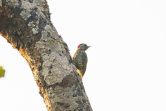 Campethera cailliautii