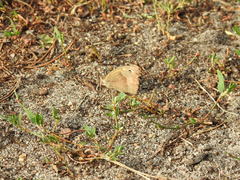 Hyponephele lycaon
