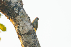 Campethera cailliautii