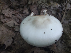 Amanita aestivalis