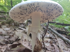 Amanita aestivalis