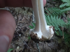 Amanita aestivalis