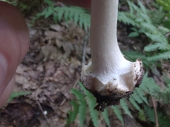 Amanita aestivalis