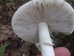 Amanita aestivalis