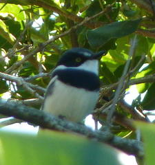 Batis molitor molitor