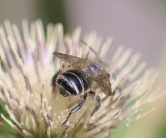 Megachile ligniseca