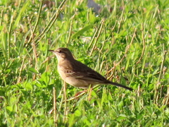 Anthus leucophrys leucophrys