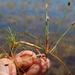 Isolepis rubicunda - Photo (c) Tony Rebelo, some rights reserved (CC BY-SA), uploaded by Tony Rebelo