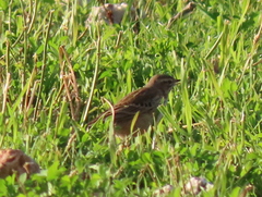 Anthus leucophrys leucophrys