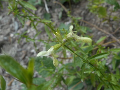 Stachys recta subcrenata